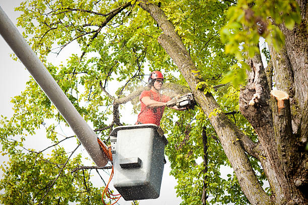 Best Arborist Consultation Services  in Shelbina, MO